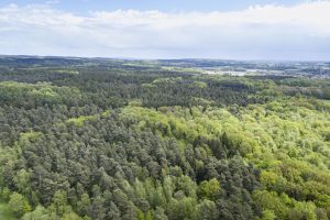 Geplante Trassenführung der A33 Nord: Der Wald Richtung Ost Rulle / Icker. Foto: clean Fotostudio