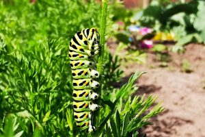 Die Natur im heimischen Garten steht im Fokus des Fotowettbewerbs. Foto: Isabella Draber