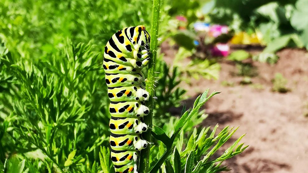 Die Natur im heimischen Garten steht im Fokus des Fotowettbewerbs. Foto: Isabella Draber