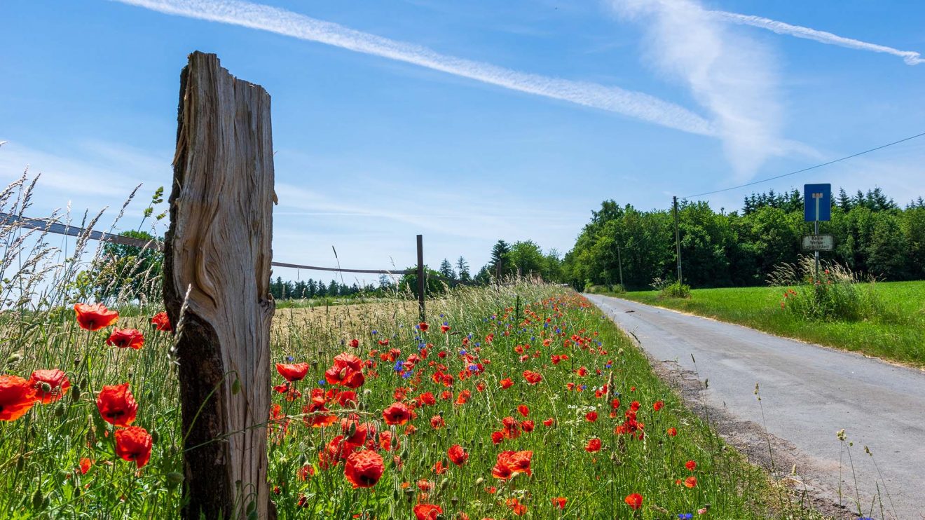 Blühender Wegerandstreifen in Rulle. Foto: André Thöle / Gemeinde Wallenhorst