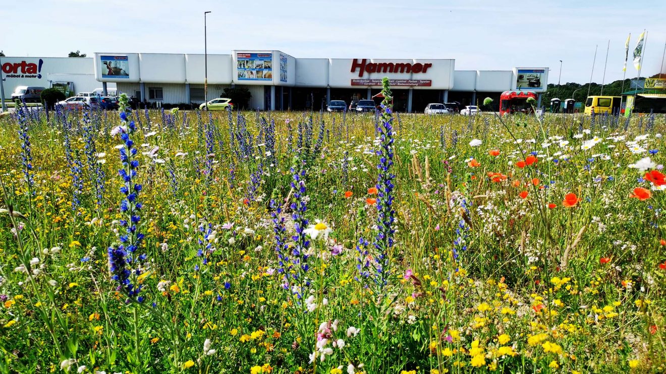 Blühfläche am Tassen-Kreisel im Sommer 2021, ein Jahr nach der Einsaat. Foto: Isabella Draber / Gemeinde Wallenhorst