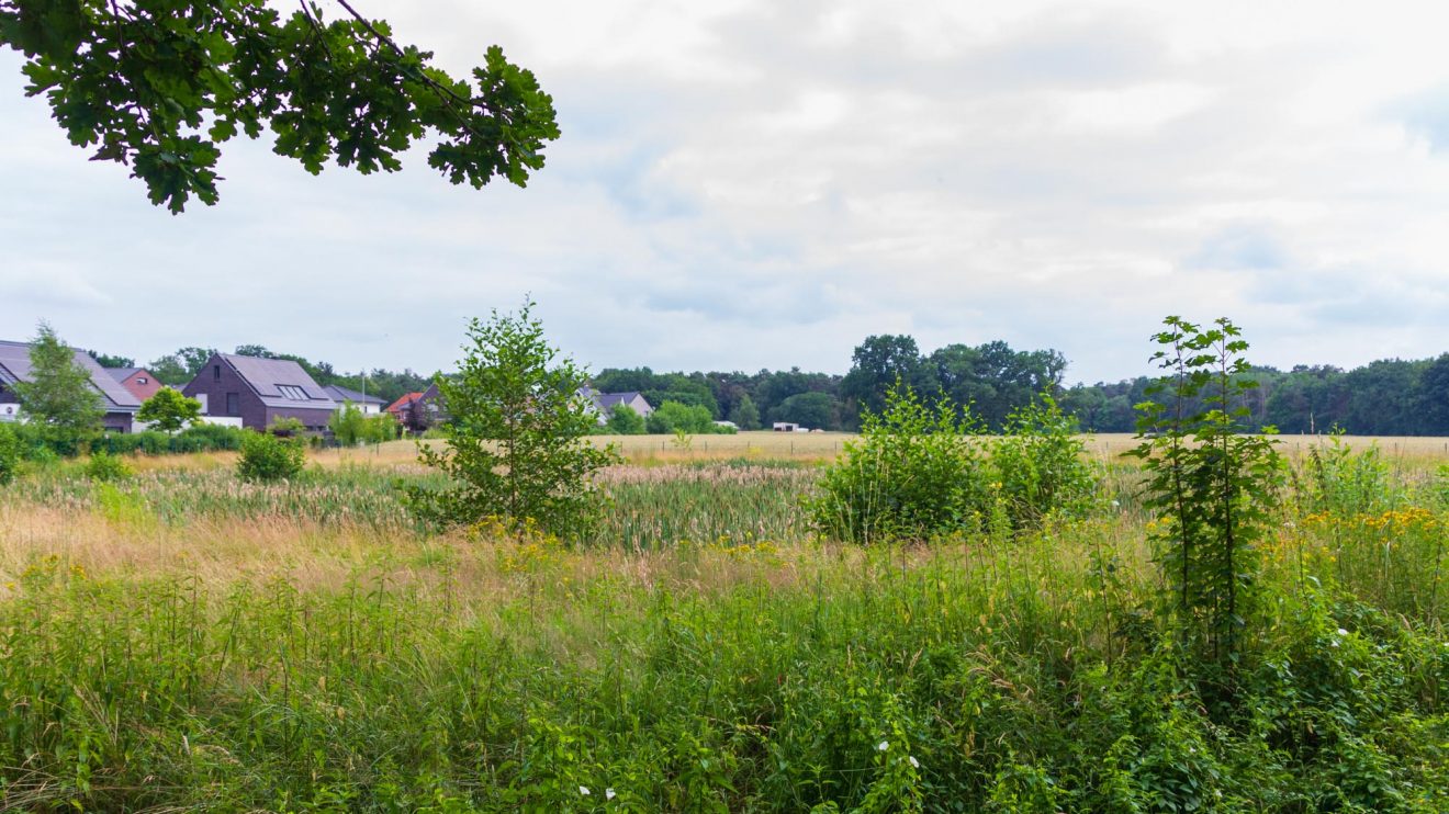 Ausblick auf das gegenüberliegende, als Biotop angelegte Regenrückhaltebecken. Foto: André Thöle