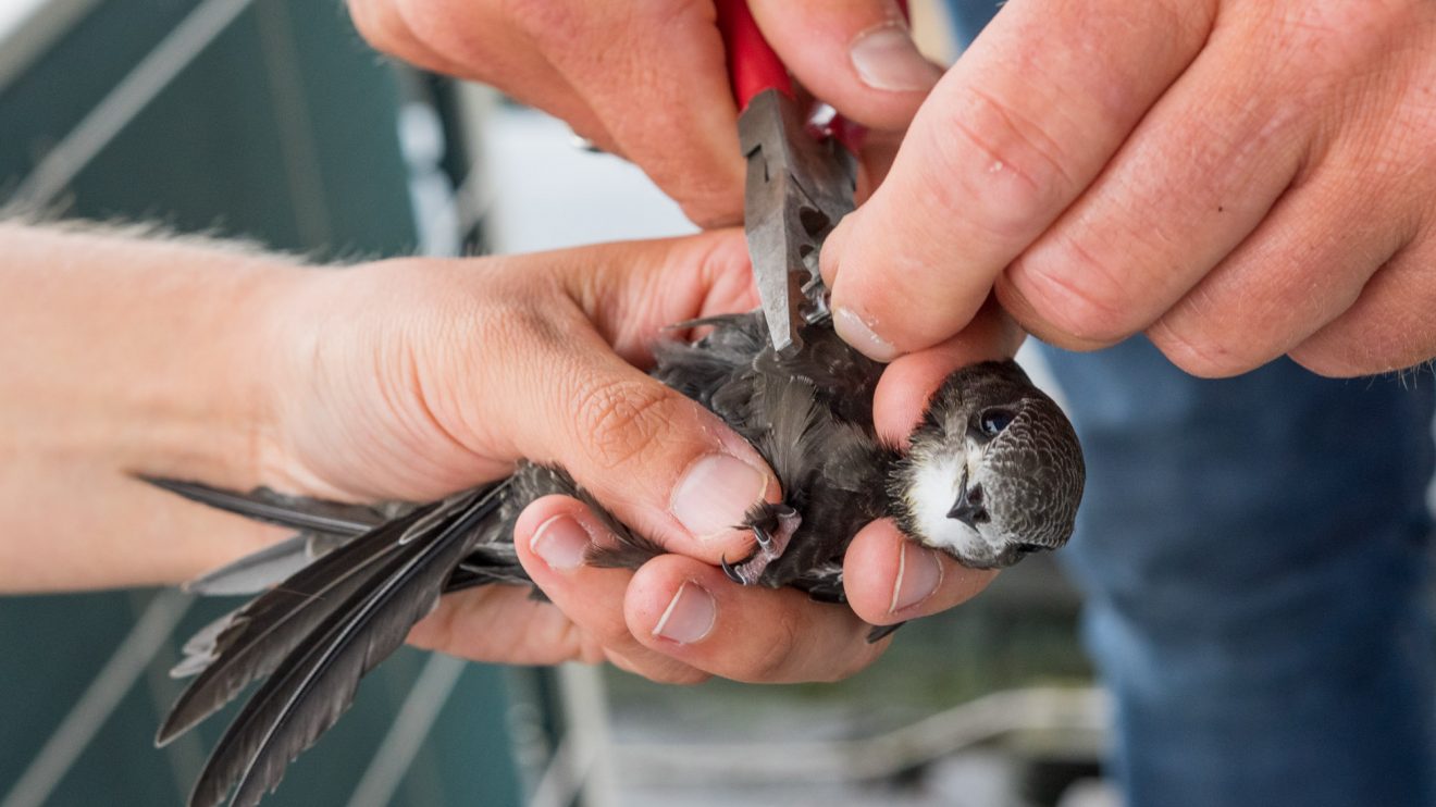 Ein Mauersegler wird beringt. Foto: André Thöle / Gemeinde Wallenhorst