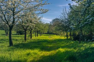 Das eingesparte Geld wird in Form einer Spende für den Naturschutz vor Ort verwendet und zum Aufbau einer Streuobstwiese genutzt. Symbolfoto: Michael Strobel / Pixabay