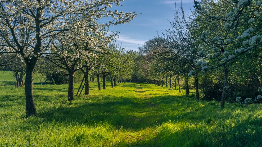 Das eingesparte Geld wird in Form einer Spende für den Naturschutz vor Ort verwendet und zum Aufbau einer Streuobstwiese genutzt. Symbolfoto: Michael Strobel / Pixabay