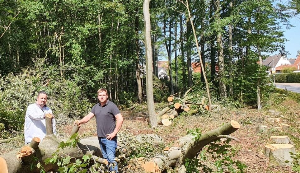 Patrick Bäune und Dominik Küttner zwischen gefällten Bäumen in Rulle. Foto: CDU-Gemeindeverband