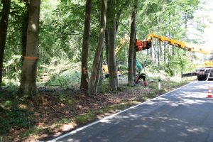 Die Baumfällaktion in Rulle wurde im Auftrag des Landesforstamtes Ankum durchgeführt. Foto: Prof. Dr. Christian Neubauer