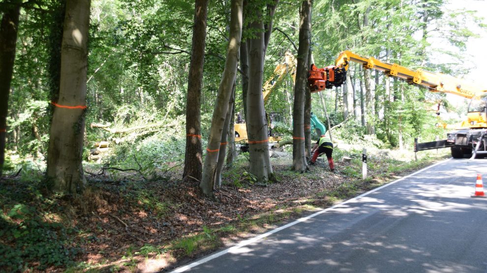 Die Baumfällaktion in Rulle wurde im Auftrag des Landesforstamtes Ankum durchgeführt. Foto: Prof. Dr. Christian Neubauer