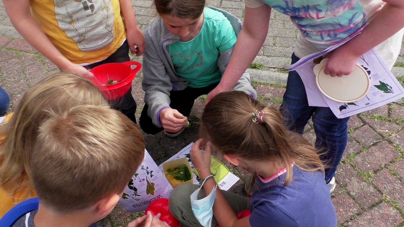 Ferienspaßaktion „Wildkräuter-Exkursion: Brennnessel, Giersch und Co. – Unkraut oder Leckerbissen?“. Foto: Gemeinde Wallenhorst