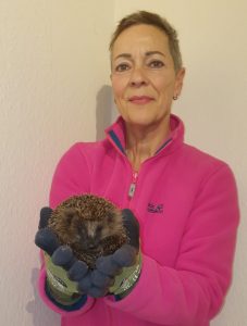 Birgit Schad kümmert sich um einen Igel. Foto: Birgit Schad