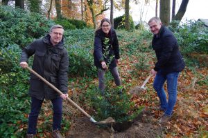 Bürgermeister Otto Steinkamp, Isabella Draber und Guido Pott (von links) pflanzen mit vereinten Kräften eine Stechpalme auf dem Friedhof in Hollage. Foto: Max Schwegmann / Gemeinde Wallenhorst