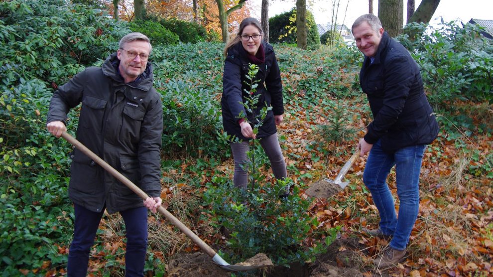 Bürgermeister Otto Steinkamp, Isabella Draber und Guido Pott (von links) pflanzen mit vereinten Kräften eine Stechpalme auf dem Friedhof in Hollage. Foto: Max Schwegmann / Gemeinde Wallenhorst