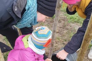 Am letzten November Wochenende trafen sich 14 Mitglieder von Bündnis 90 / Die Grünen aus dem Ortsverband Wallenhorst, um den ersten Teil einer Streuobst Wiese zu pflanzen. Foto: Birgit Schad