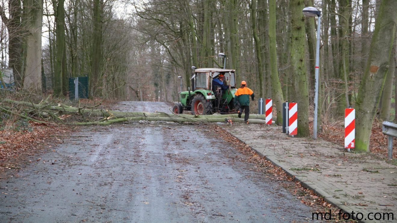 In Hollage-Ost fielen auf der Talstraße mehrere Bäume auf die Straße. Foto: Marc Dallmöller / md-foto.com