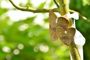 Die Wallenhorster CDU Fraktion beantragt zusätzliche Flächen für Baumpflanzungen. Symbolfoto: Pixabay / congerdesign