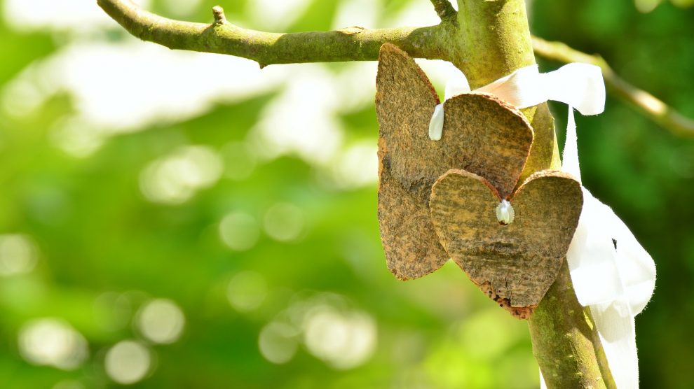 Die Wallenhorster CDU Fraktion beantragt zusätzliche Flächen für Baumpflanzungen. Symbolfoto: Pixabay / congerdesign