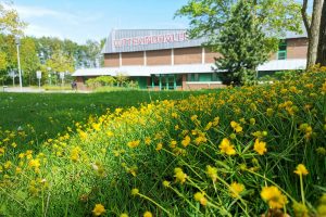 Wilde Blühfläche mit Gold-Hahnenfuß an der Wittekindhalle in Rulle. Foto: Gemeinde Wallenhorst