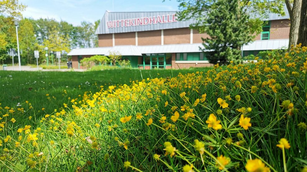 Wilde Blühfläche mit Gold-Hahnenfuß an der Wittekindhalle in Rulle. Foto: Gemeinde Wallenhorst