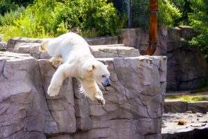 Eine Familienfahrt zum Erlebnis-Zoo Hannover findet sich im Ferienspaß-Angebot. Foto: Luis Budow / Pixabay