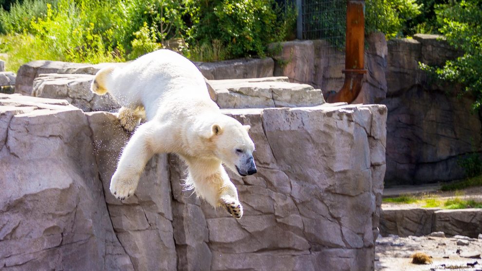 Eine Familienfahrt zum Erlebnis-Zoo Hannover findet sich im Ferienspaß-Angebot. Foto: Luis Budow / Pixabay