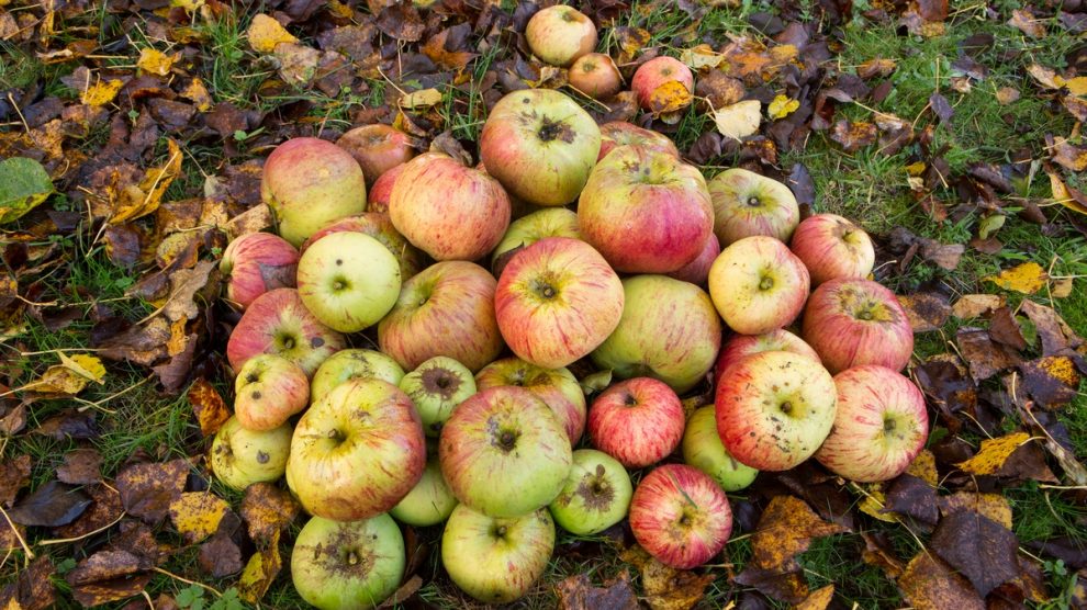 Die AWIGO-Recyclinghöfe in Ankum, Melle, Ostercappeln und Wallenhorst nehmen von August bis Oktober Fallobst an. Foto: 123RF.com, David Hare