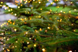 Die Weihnachtsvorbereitungen bei den Wapfis steigen: der jährliche Tannenbaumverkauf findet statt. Symbolfoto: congerdesign / pixabay