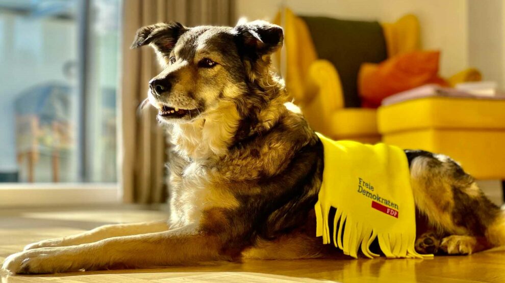 Treue Freunde findet Mensch auch im Tierheim. Symbolfoto: FDP Wallenhorst