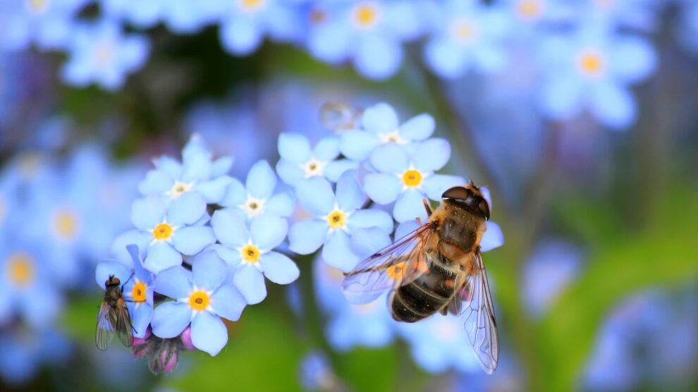 „Gesundheit aus dem Bienenvolk“ als Referat mit Dr. Ansgar Erpenbeck bei der Hollager Kolpingsfamilie. Symbolfoto: Pixabay / cocoparisienne