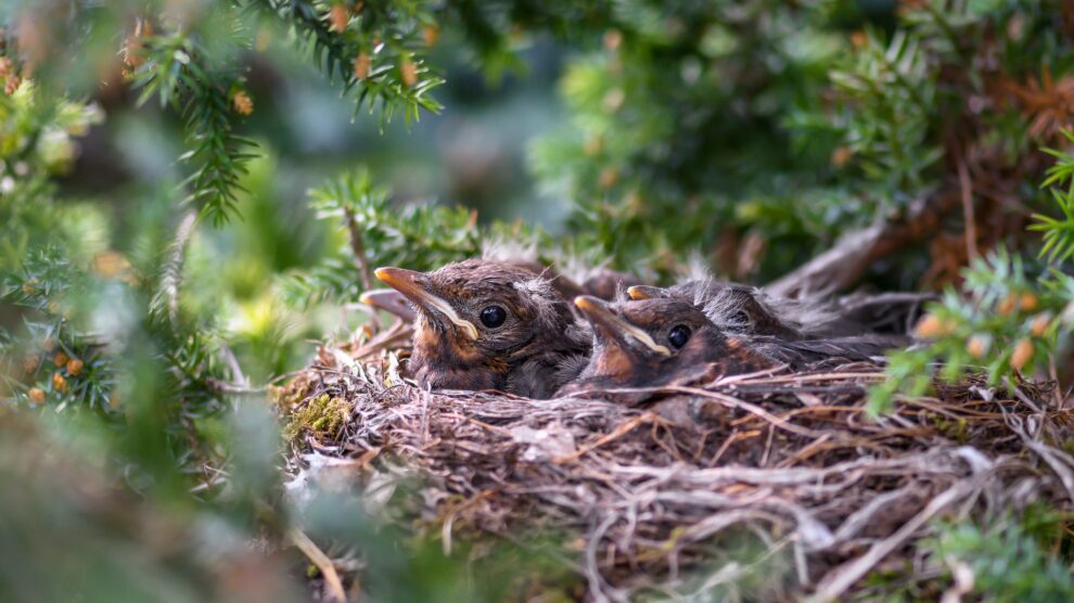 Die Brutzeit beginnt. Symbolfoto: Willfried Wende / Pixabay