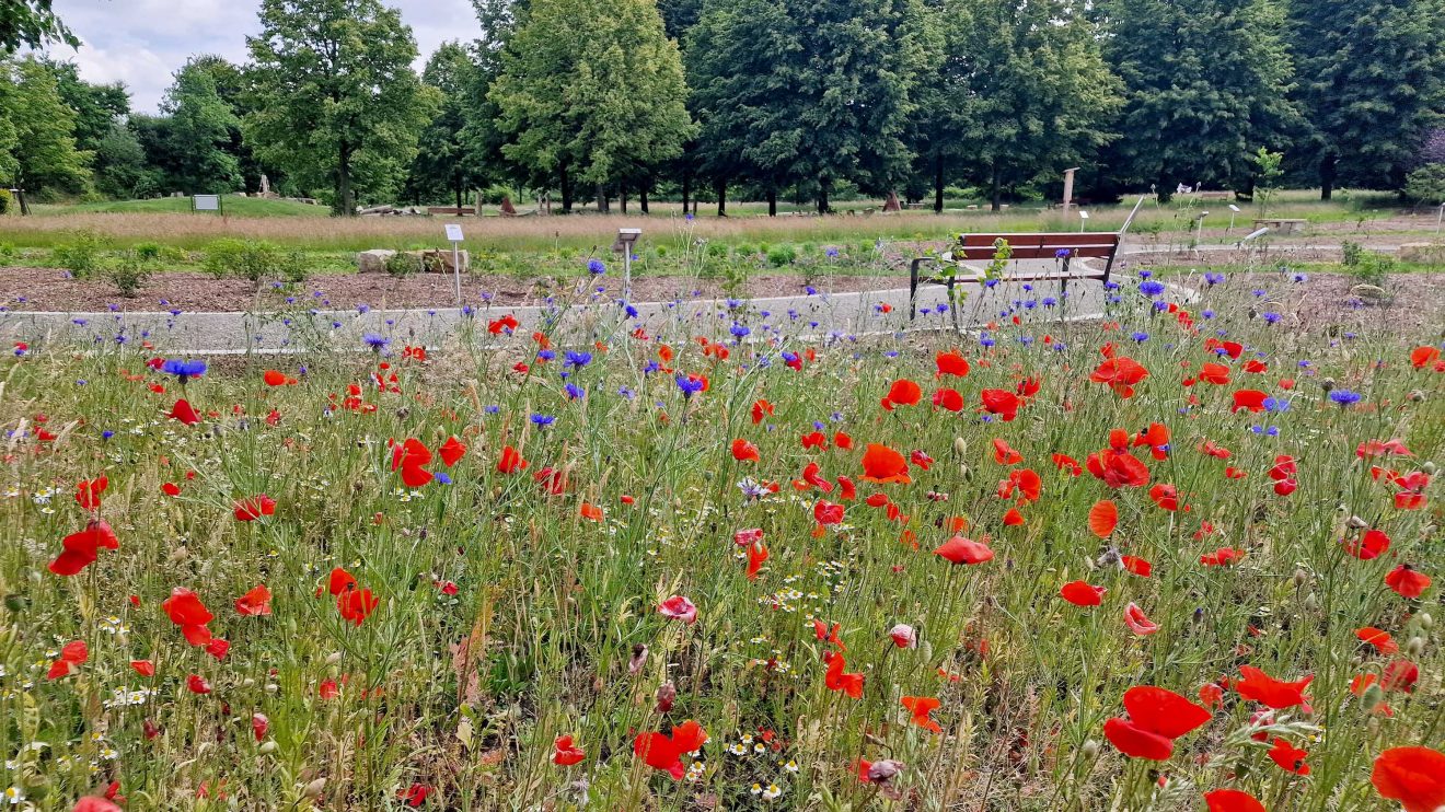 Naturerlebnisraum an der Hofstelle Duling in Wallenhorst. Foto: Gemeinde Wallenhorst / André Thöle