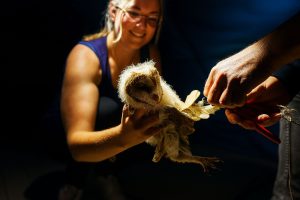 Dieses Jahr wurden insgesamt 18 Jungvögel in Wallenhorst beringt. Foto: Gemeinde Wallenhorst