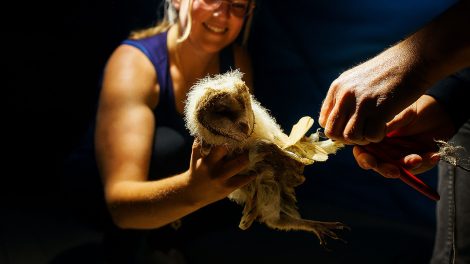 Dieses Jahr wurden insgesamt 18 Jungvögel in Wallenhorst beringt. Foto: Gemeinde Wallenhorst