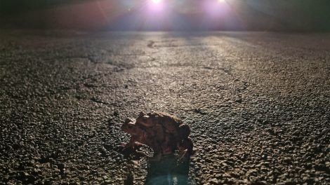 Ein Erdkrötenpärchen überquert eine Straße. Foto: Isabella Markfort